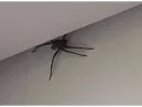 Aranha Gigantesca: O Mistério por Trás das Aranhas de Tamanho Inimaginável